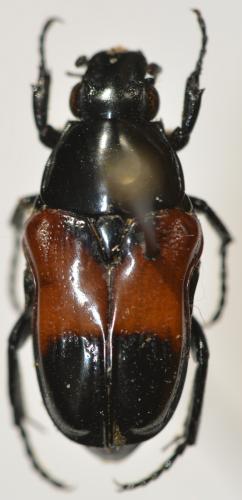 Tetraodorhina scapha